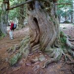 Ruta de la Tejeda de Tosande